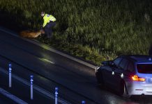 Linköping: Viltolycka på riksväg 34