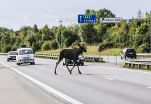 Insatsvecka mot viltolyckor – ”Väj inte för mindre djur”