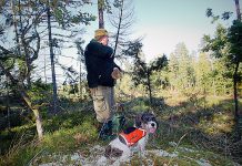 Skyddsjakt på varg – Efter vargangrepp vid gårdar