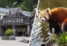 Röd panda har rymt från Kolmårdens djurpark