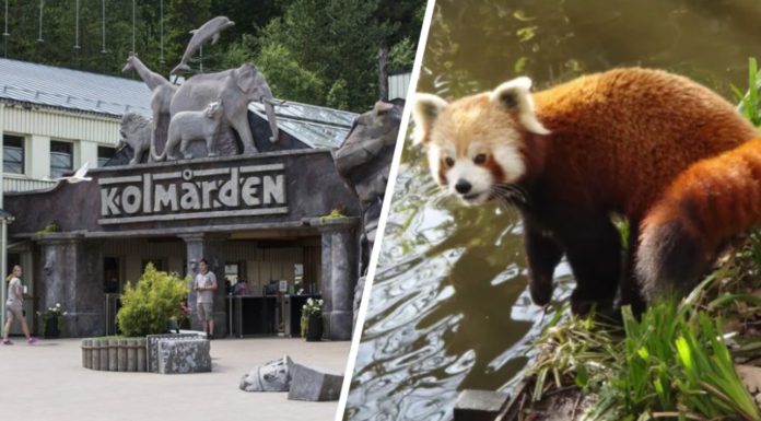 Röd panda har rymt från Kolmårdens djurpark