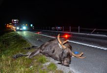 Flest viltolyckor under de mörka månaderna
