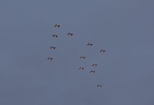 Flygskolan bjöd på julgransflygning