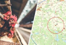 Utbrott av fågelinfluensa på gård utanför Linköping