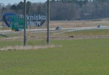 Tjur på rymmen – fick avlivas