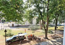 Smittbekämpning – av almsjukan i Sankt Larsparken