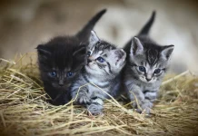 Katter ska märkas och registreras från och med 1 januari 2023
