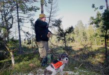 Skyddsjakt på varg i länet -Nytt beslut om skyddsjakt Fågelmossenreviret
