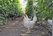 Ägg från äggbod i länet återkallas – Salmonellautbrott i stallmiljö