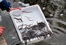 Tusentals ålyngel släpptes ut i Stångån för vidare färd mot Sargassohavet