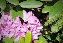 LONA-bidrag på 2,7 miljoner till pollinatörer och våtmarker