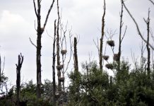3 250 skarvar får skjutas i Östergötland