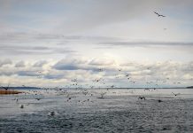 2 500 skarvar får skjutas i Östergötland