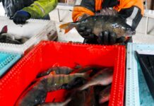 Nya kostrekommendationer för fisk från Vättern – Abborre och Röding har förhöjda halter av PFAS