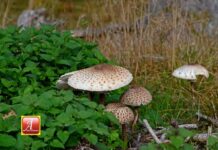 ÅKERBOBLADETs oktobernummer – dags att boka annons