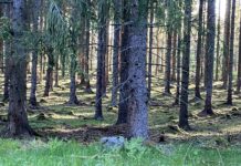 Varför man vill äga skog