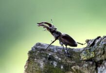 Största skalbaggen behöver hjälp – Ekoxeupprop!